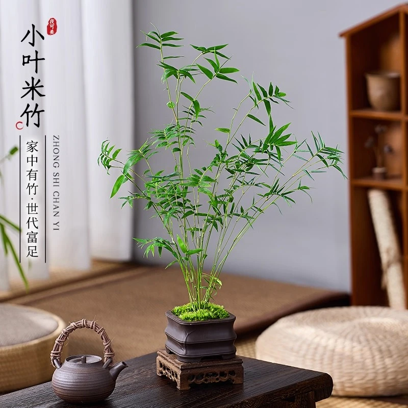米竹吸水石米竹盆栽好养绿植凤尾竹水培盆栽凤尾竹阳台室内禅意