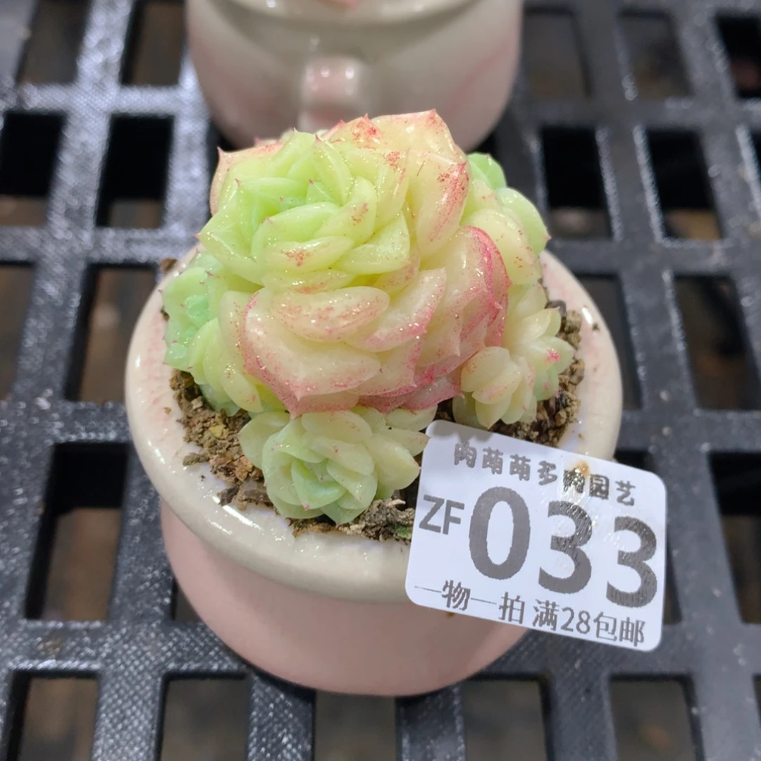 肉萌萌拇指盆精控多肉ZF033