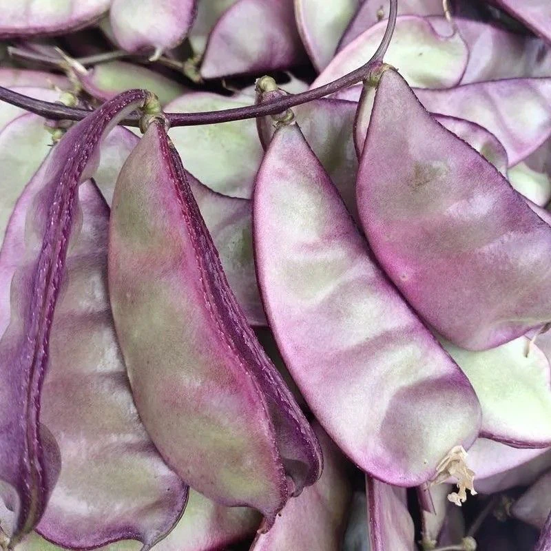 贵州新鲜架豆老母猪耳朵豆角现摘蔬菜正宗扁豆新鲜紫红色眉豆便宜