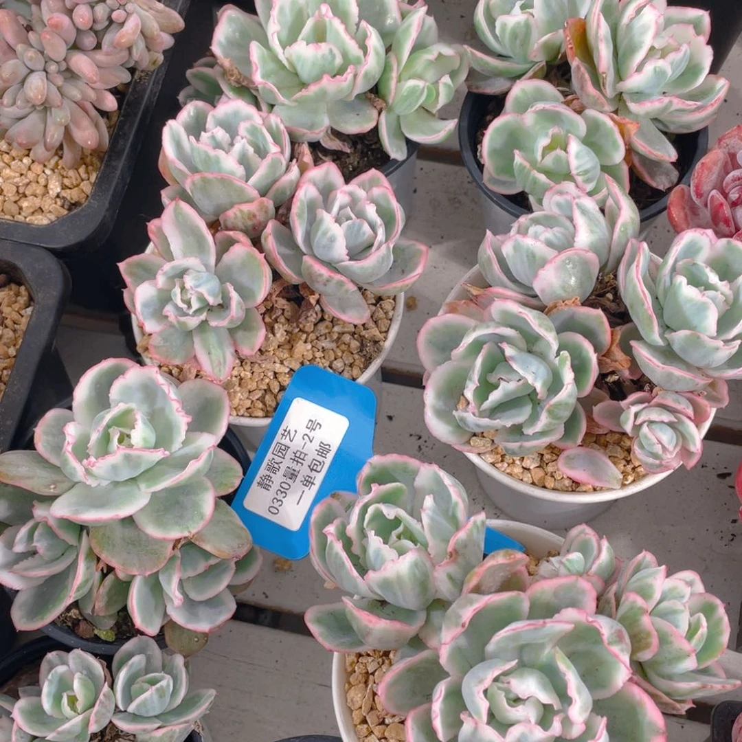 0330-2-老桩群生伯克利锦一颗