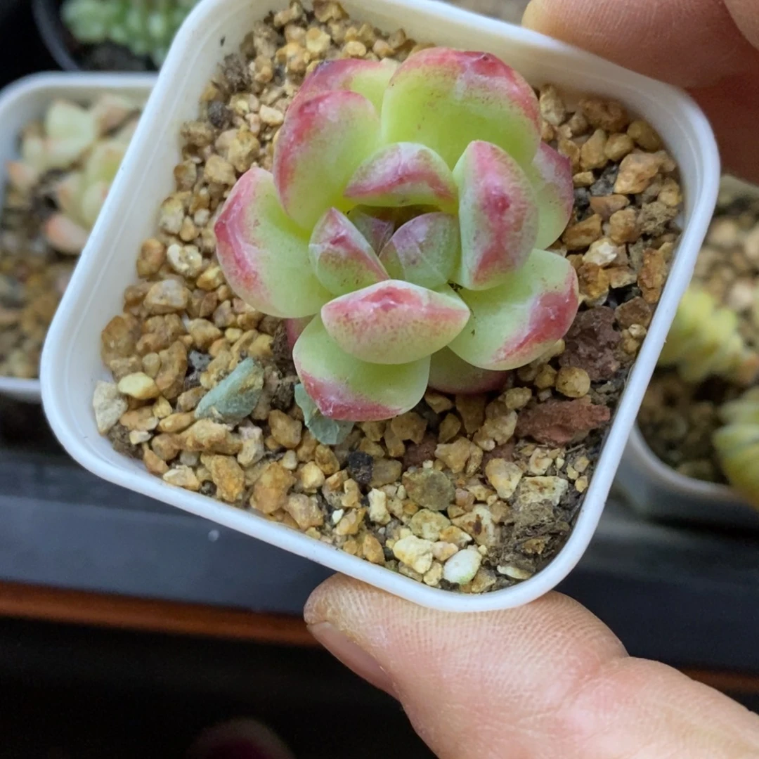 精品多肉一物拍不包整159