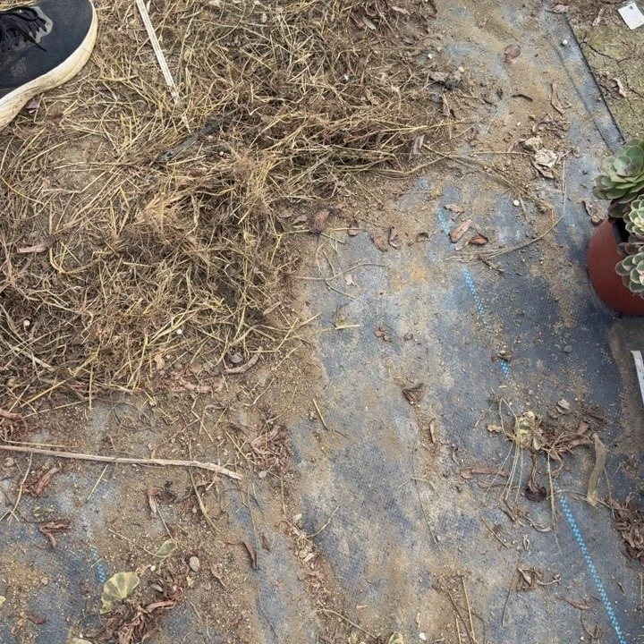 寄养发货。多肉植物