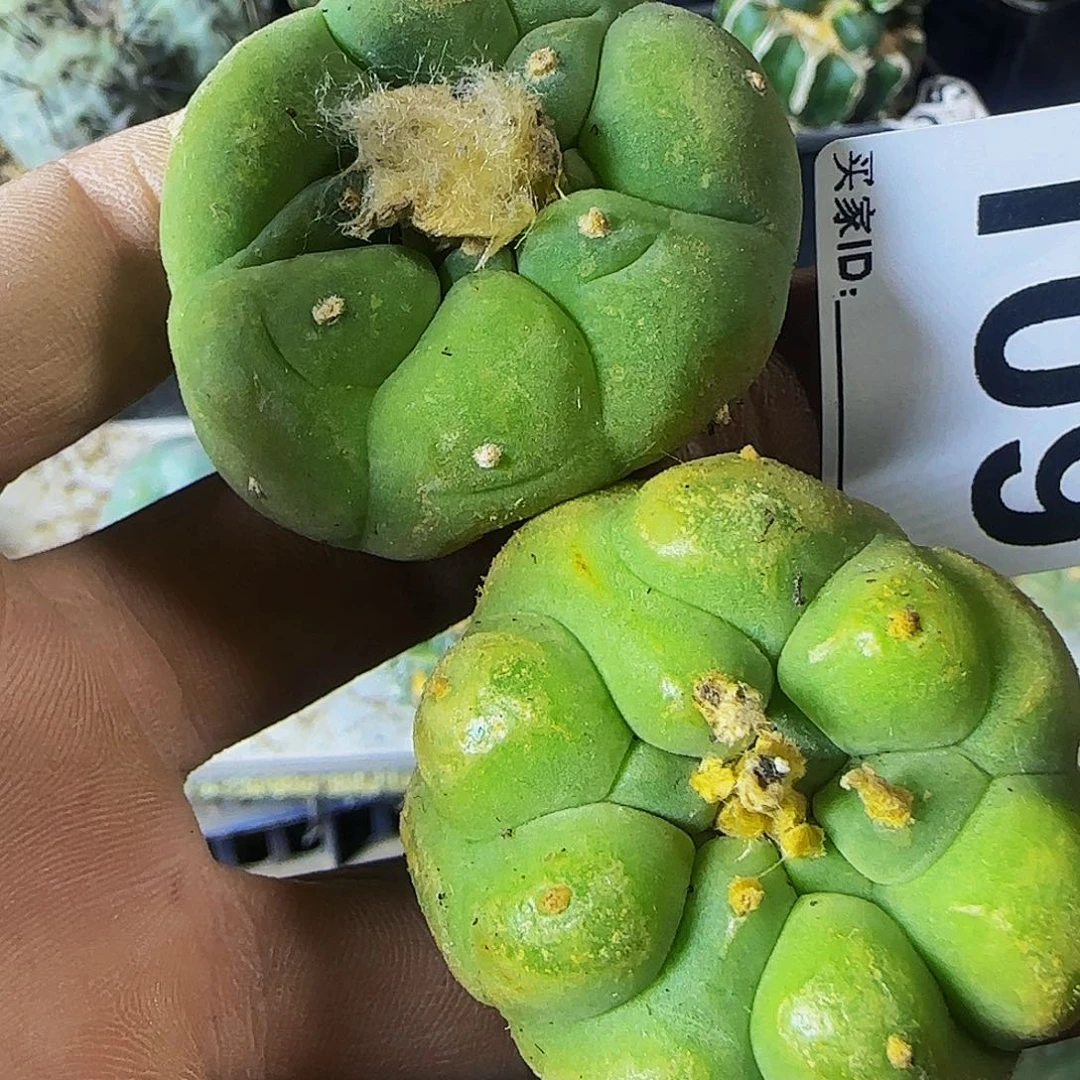 @*金两个109萝卜根的