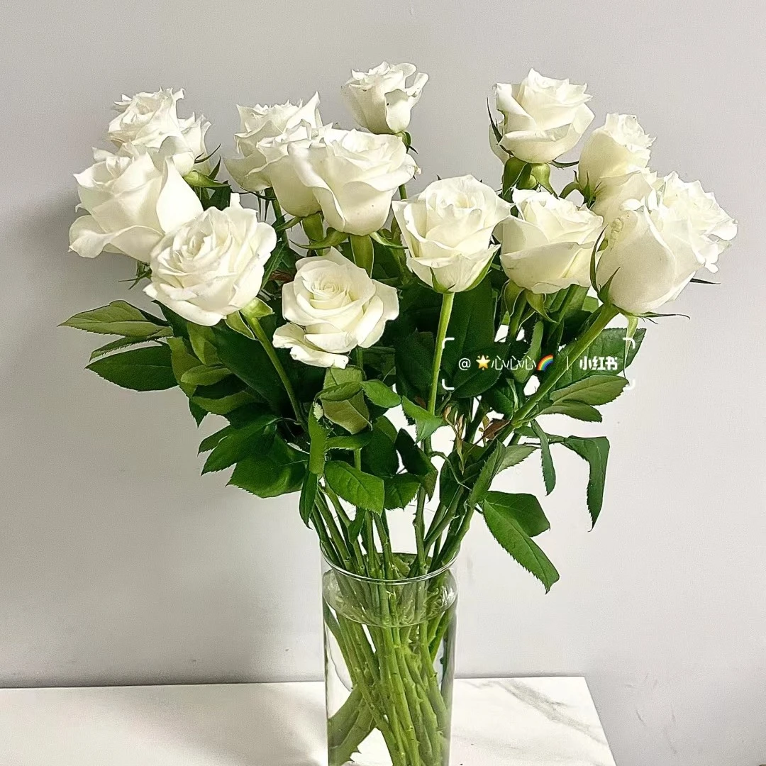 白骄傲玫瑰10支装 家居养花