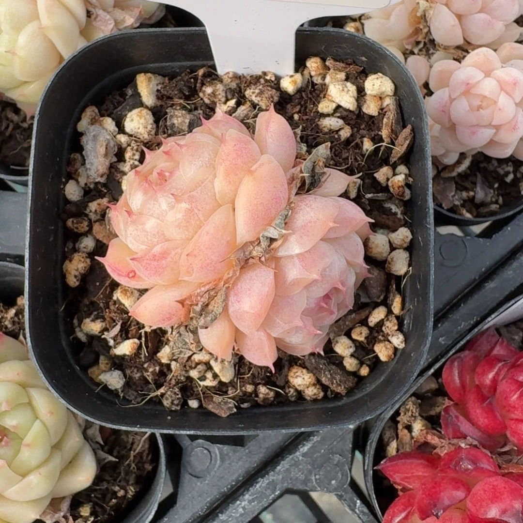 红陶0208-17-麦秆