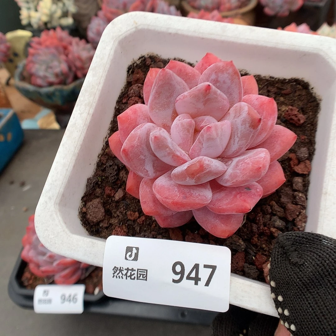 947雪天使多肉植物6666