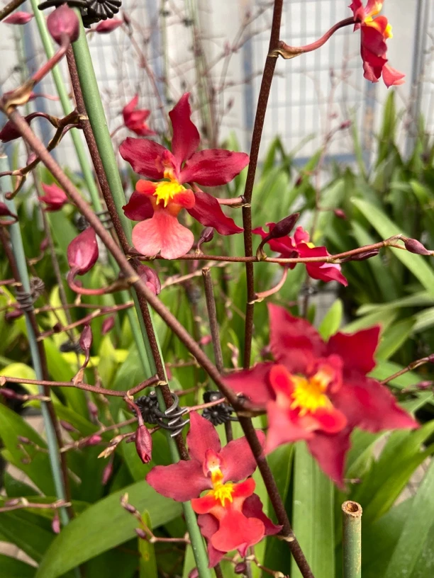 红樱桃#香水文心兰#果香味