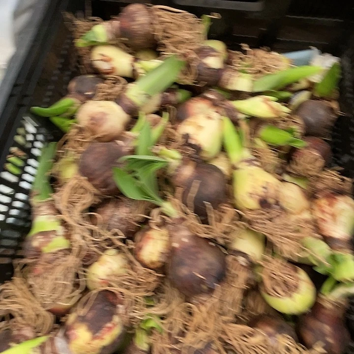 直播间演员残次一个