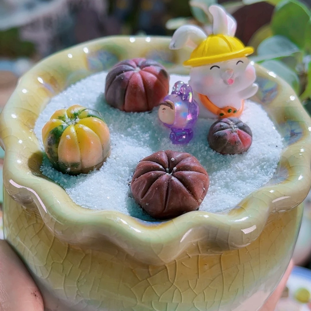 鸾凤玉锦星兜锦带盆土包邮