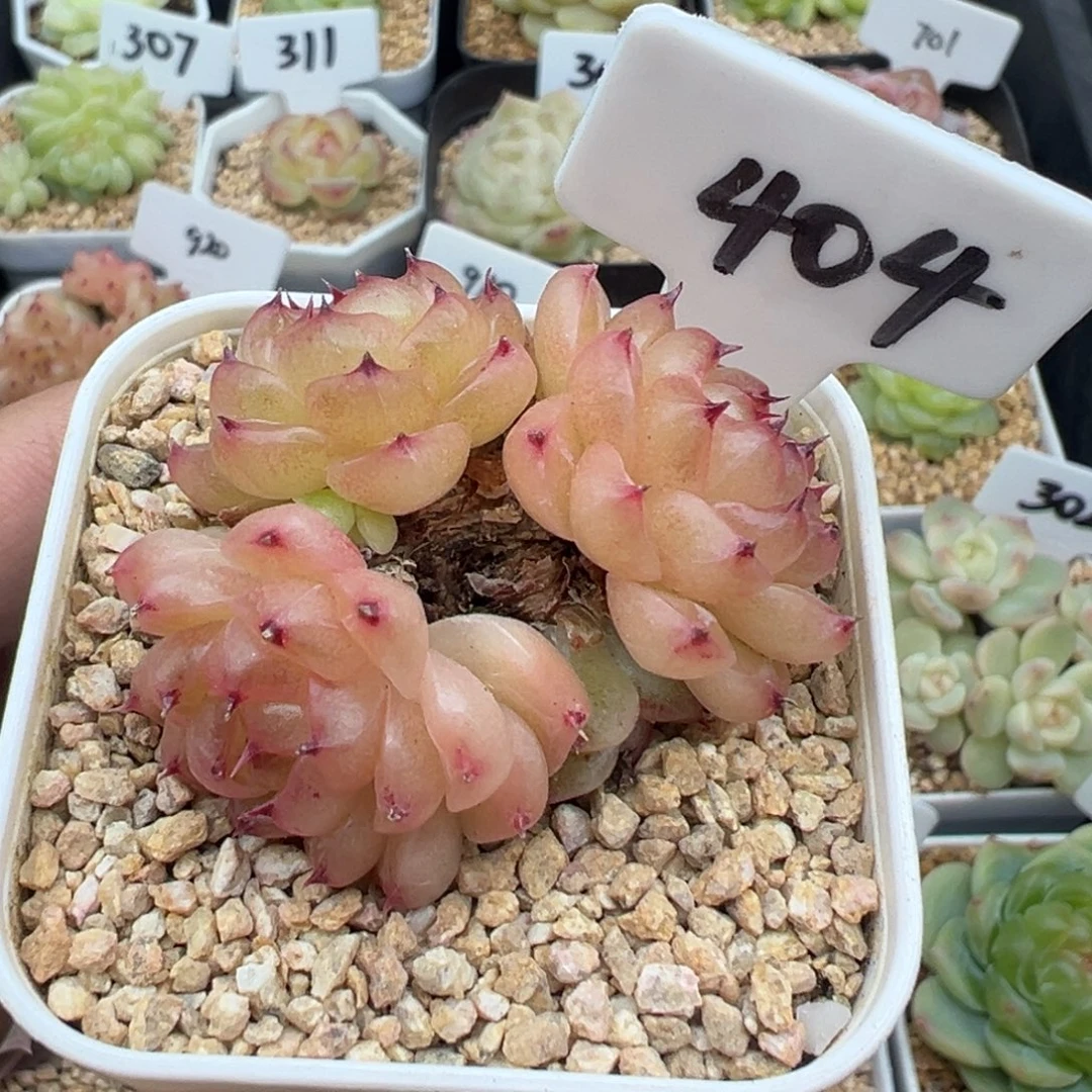 404号熊猫珍妮 晗雨多肉