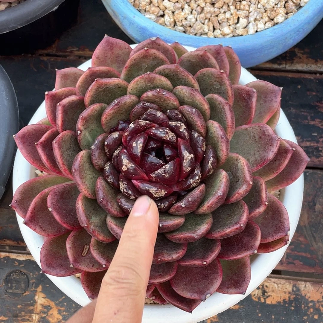 度**忧多肉植物一物一拍