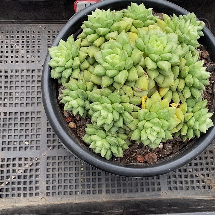 橙***我15号筐带盆土发货