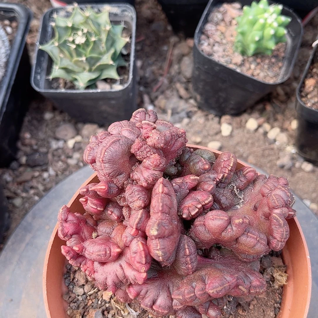 高三一点红一一一一一一