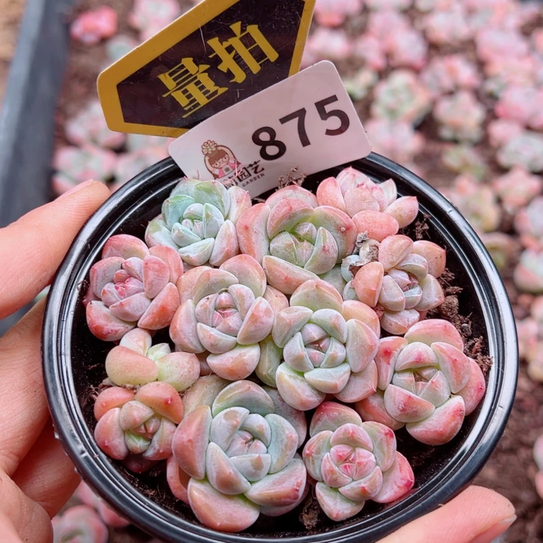 多肉植物多肉植物