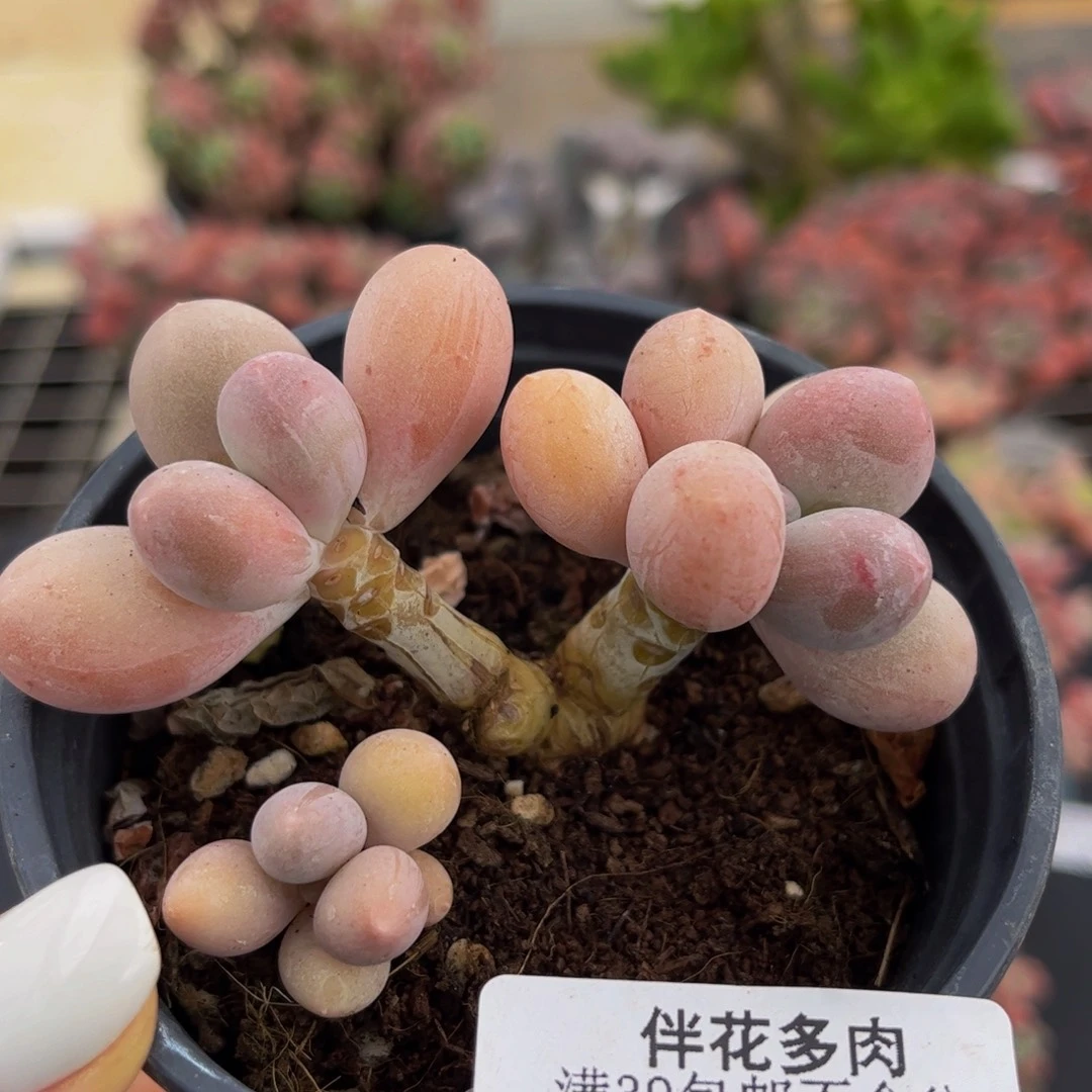141-香水手指奶酪多肉6cm