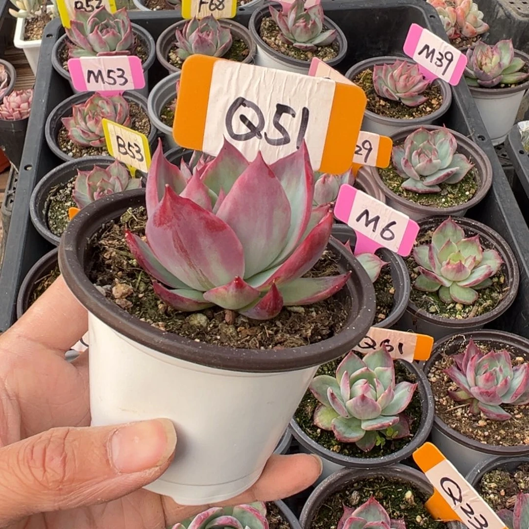 不****线Q51惊鸿单头多肉