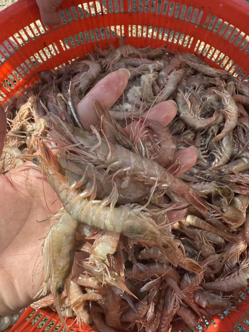 野生蛎虾【4斤顺丰包邮】