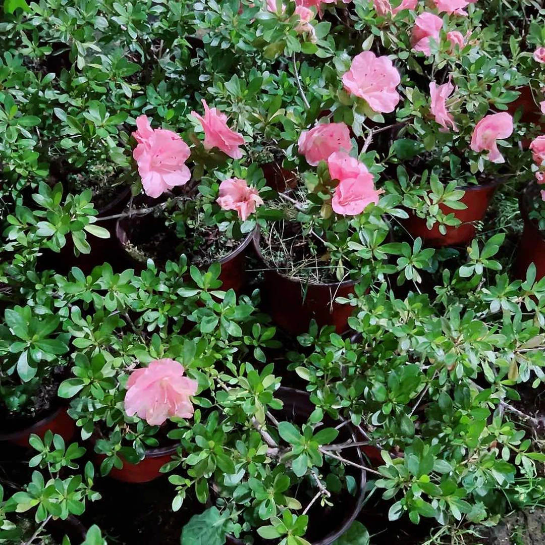 无花朵盆景皋月杜鹃若惠比须