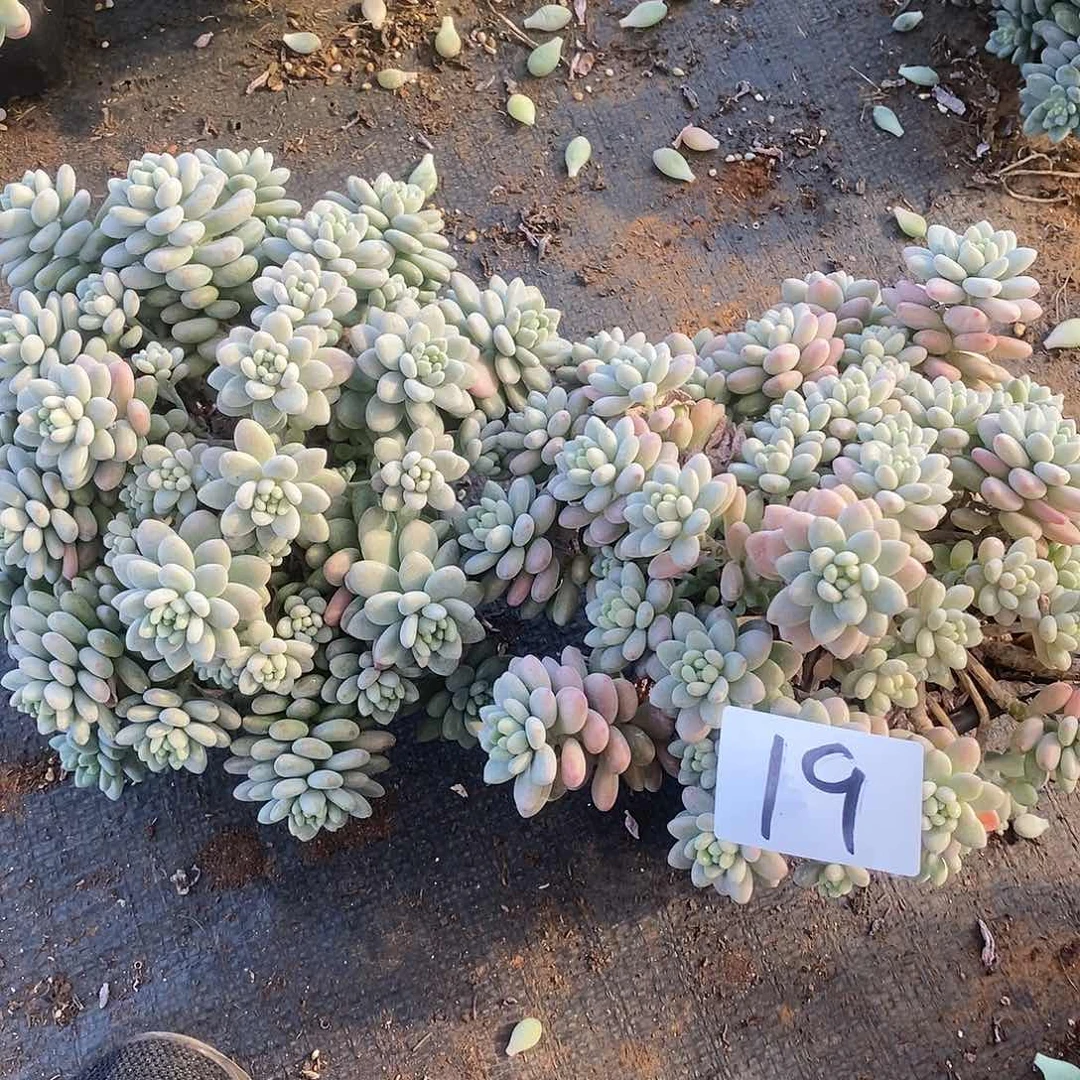 两颗鱼子酱多肉19满20包邮