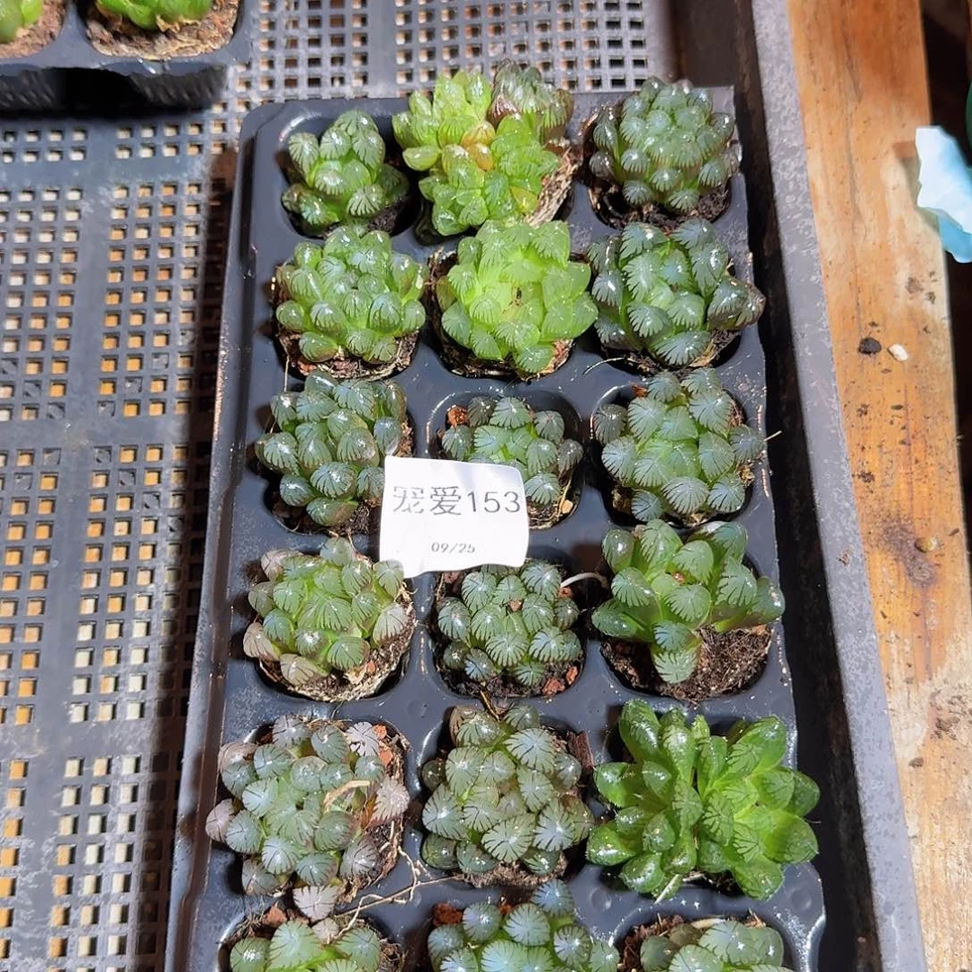 直播福利一物一拍153
