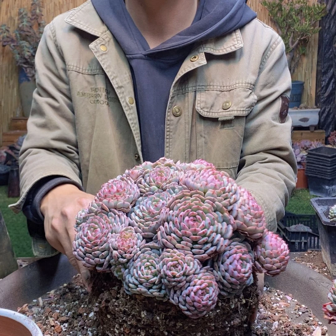 幸***?A123 号白胖子多肉