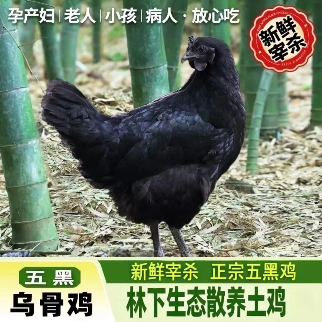 【临时福利】散养散放跑山鸡 福利乌鸡