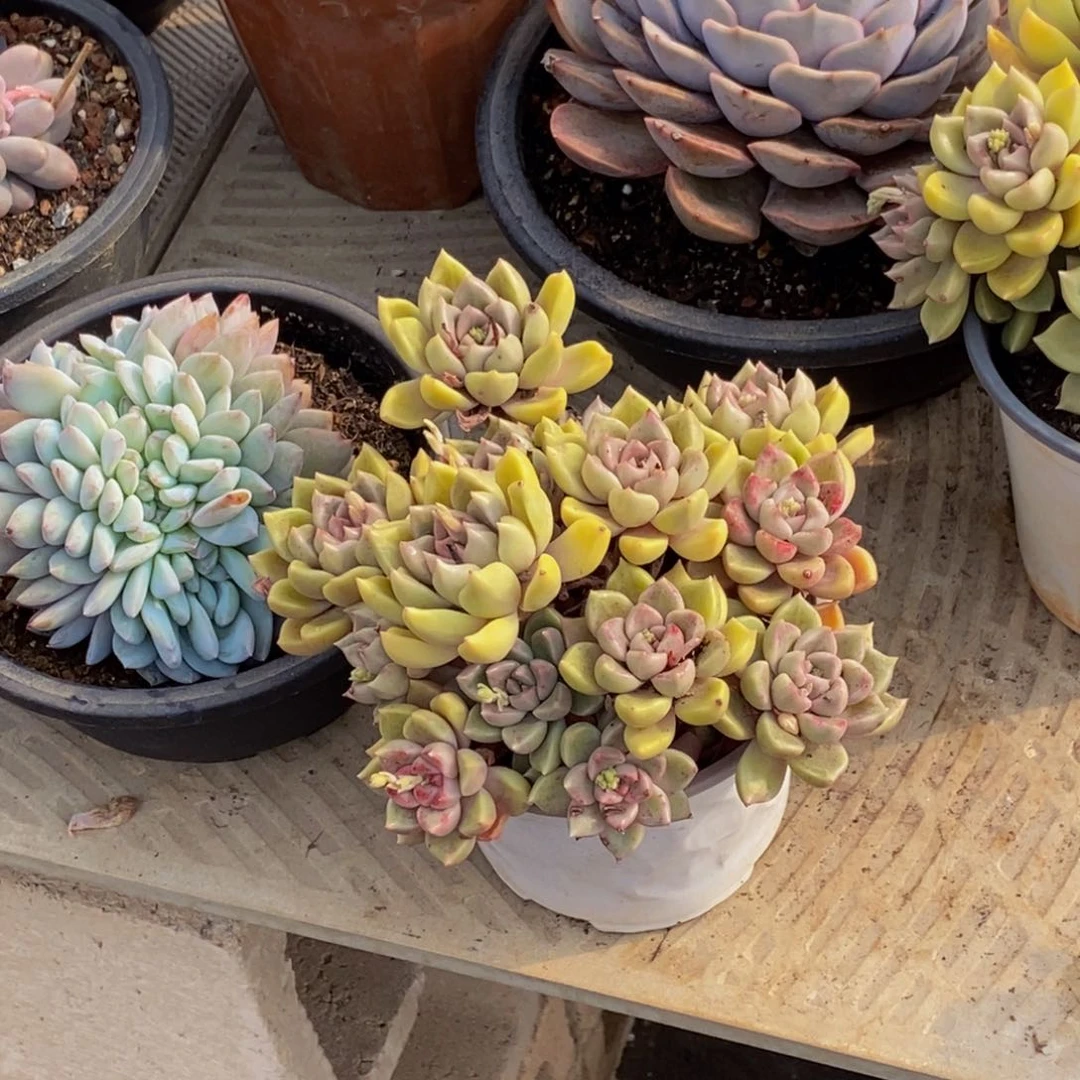 官****发48包邮一物一拍多肉植物