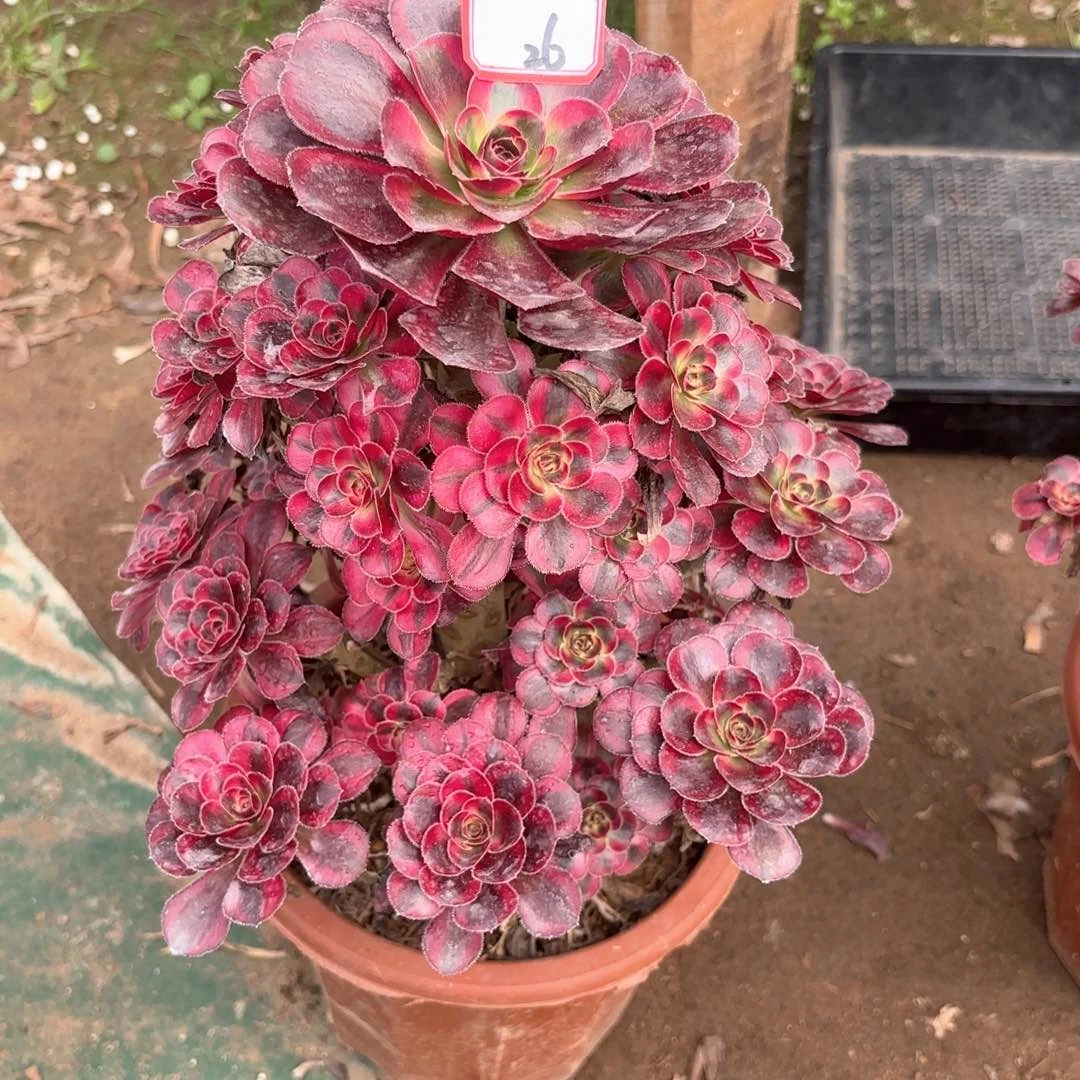 全部花朵26丽娜多肉植物