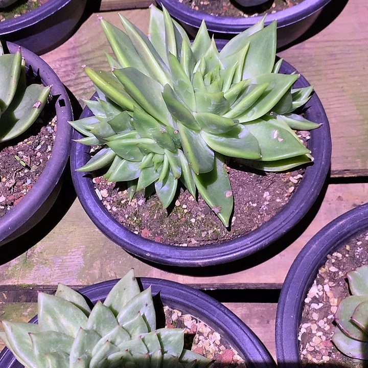 美肉特价活动开始了