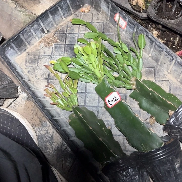 三颗嫁接小破苗无售后5-12