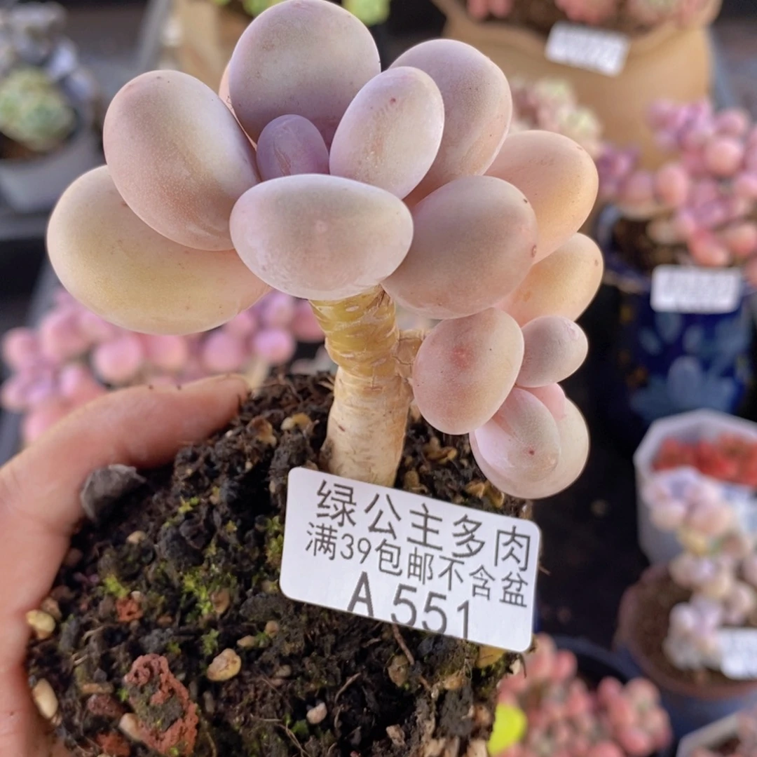 蛋黄奶老桩6cm551多肉植物