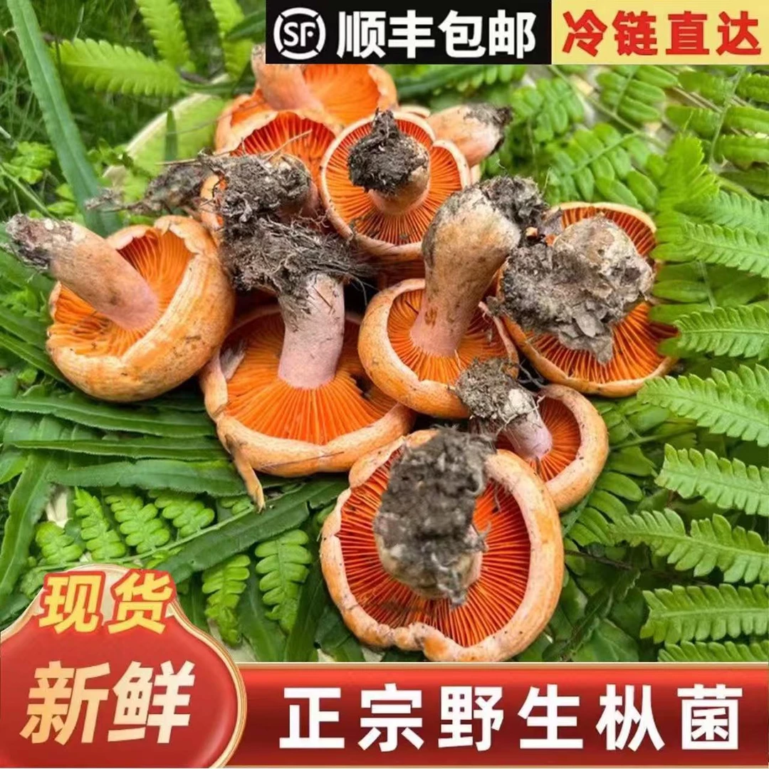 精品中朵不开伞/顺丰包邮/新鲜野生松树菌