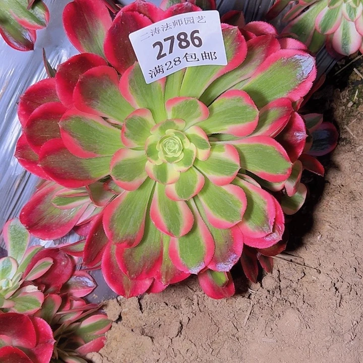 2786红女郎多肉植物2号