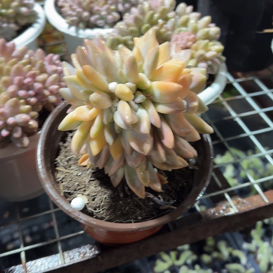 淡雪缀化锦多肉12㎝盆