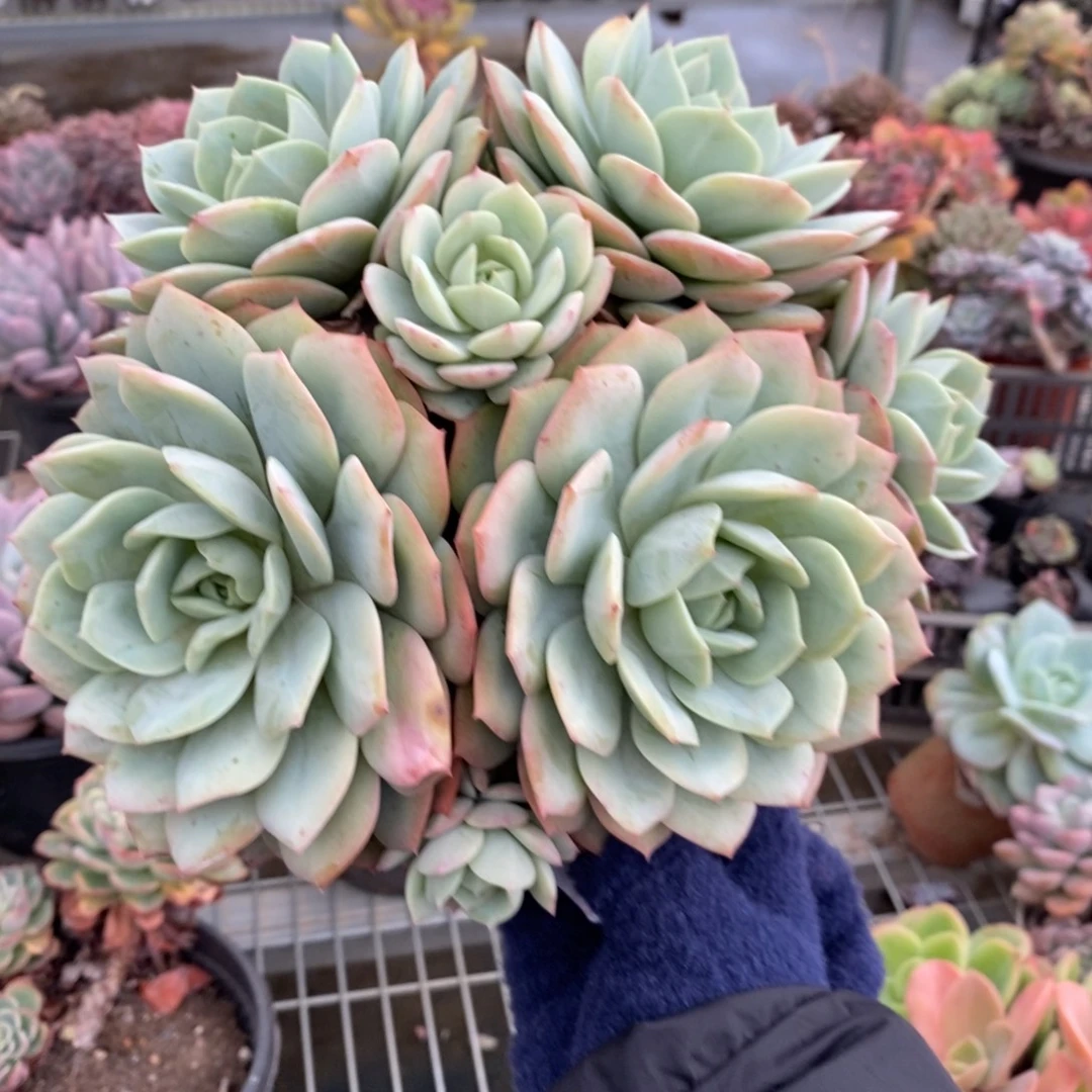 4328果冻恋曲一物一拍