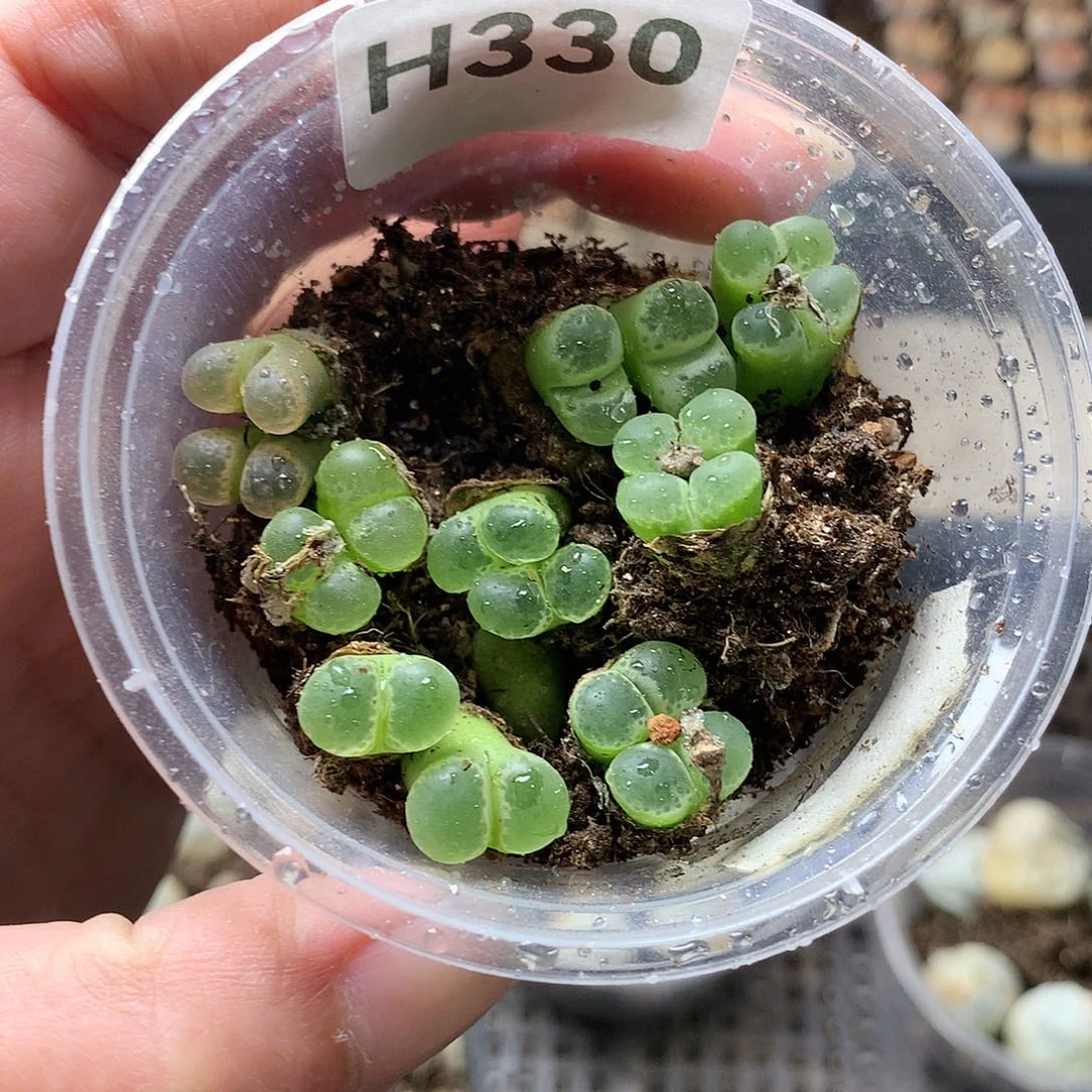 H330多肉植物保护