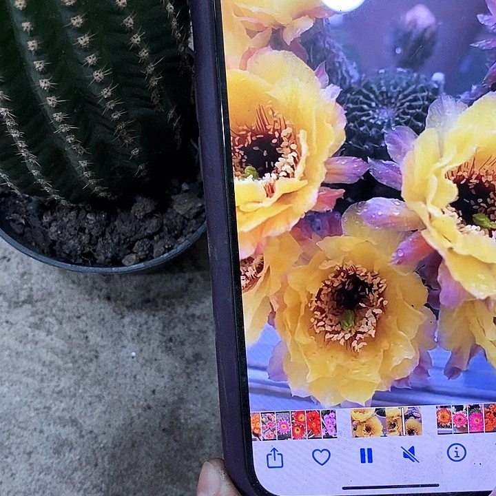 黑猴仙人球，still