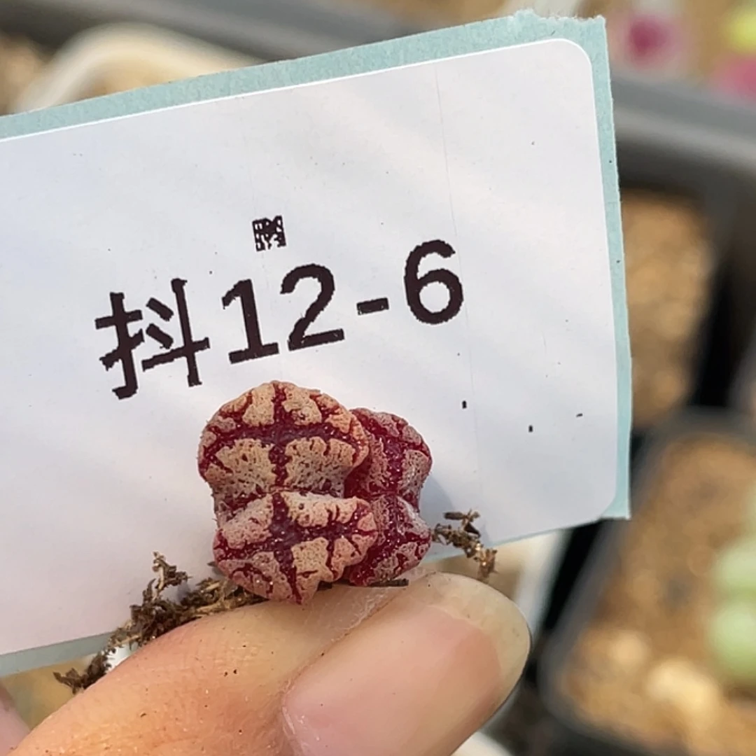 12-6超碟多肉植物