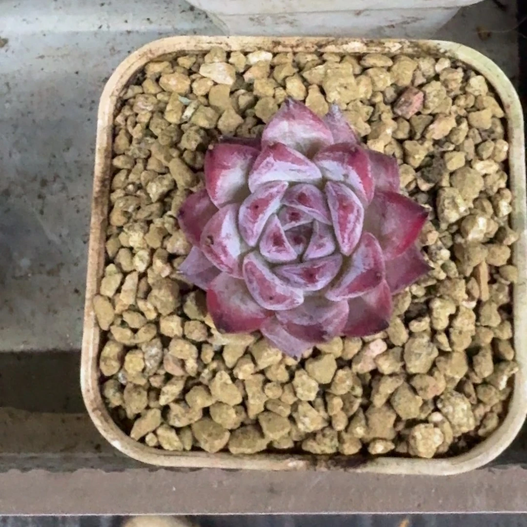 祖母绿 单头 一物一拍