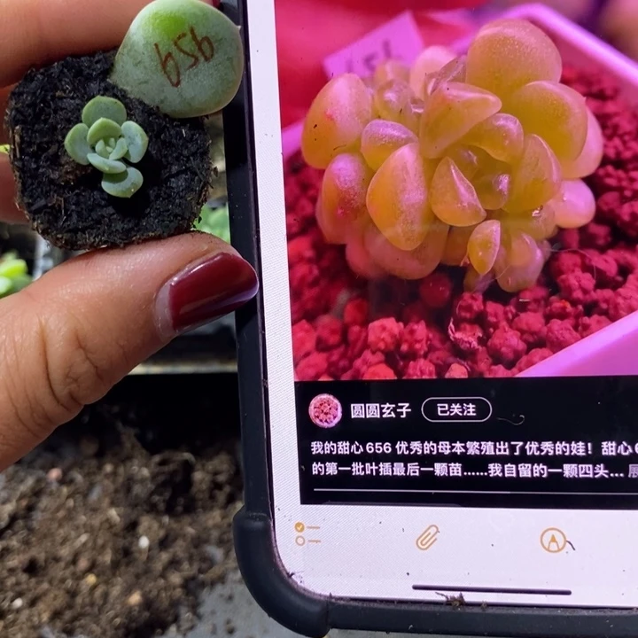 甜心656芽苗一个多肉
