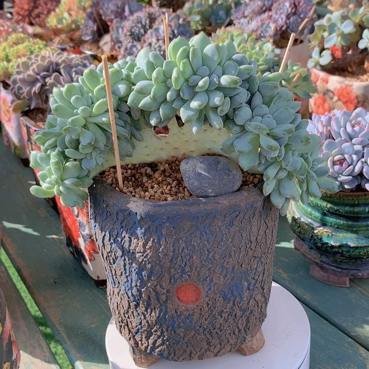 菩提子自然朵朵无砍老庄