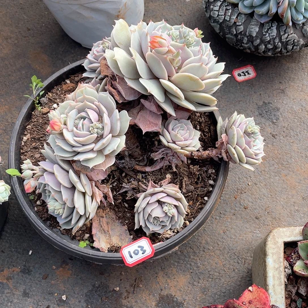 103露娜莲 一物一拍多肉