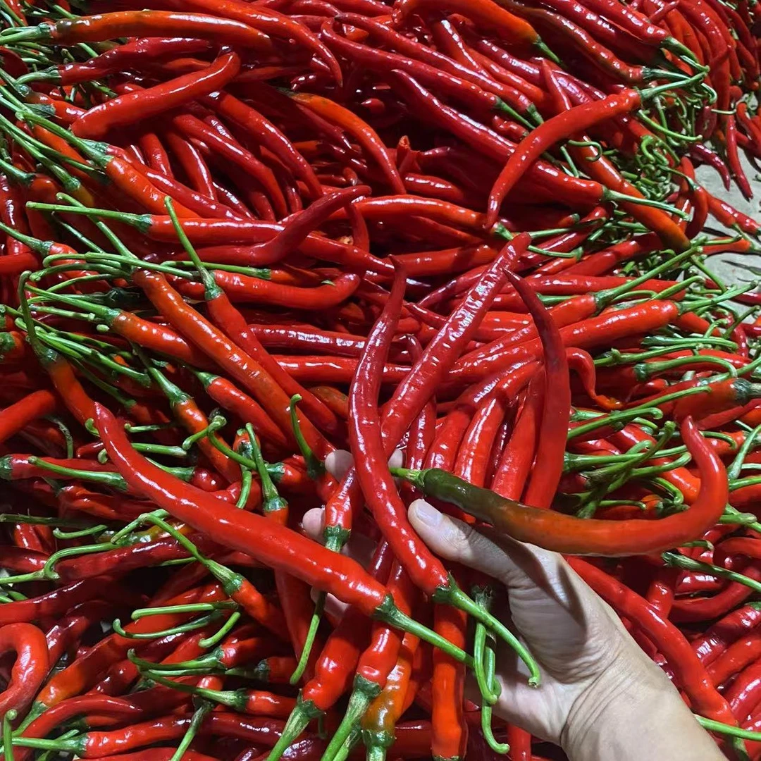 新鲜现摘多种红辣椒可做剁椒餐饮调味蔬菜农家贵州薄皮辣椒农产品