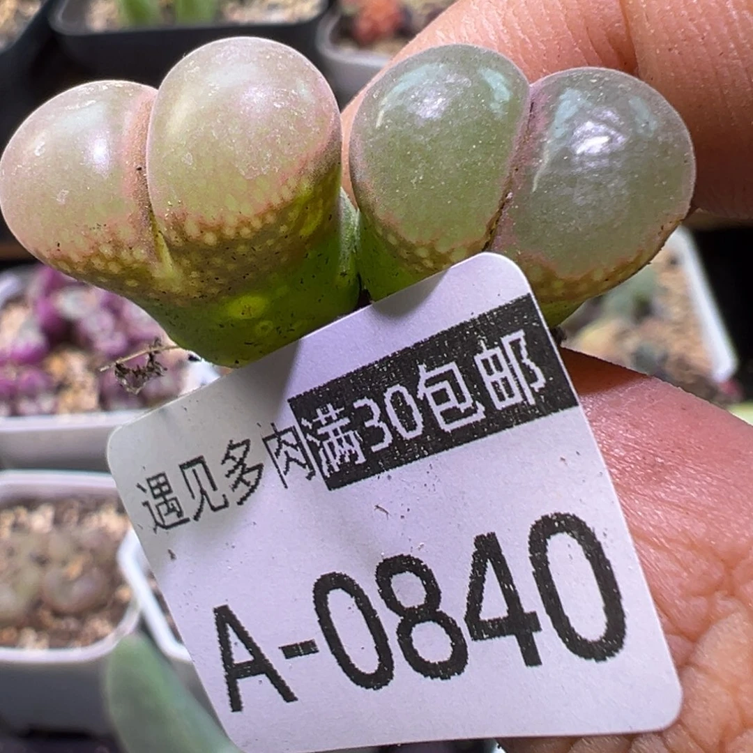多肉植物111111111111