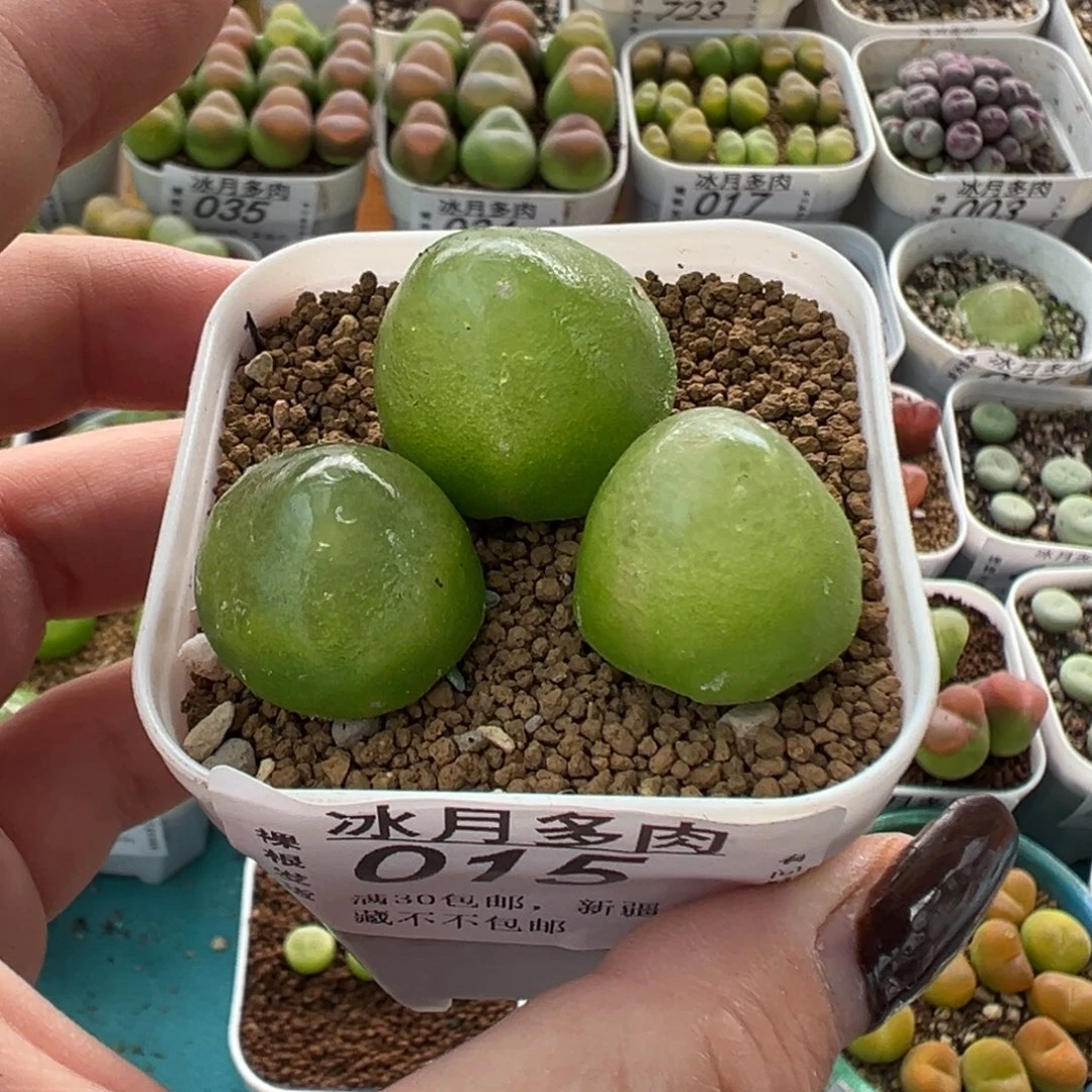 015灯泡三颗裸根发货