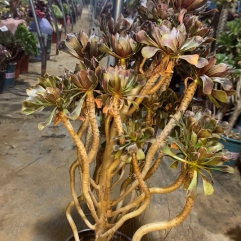 灰法多肉植物074