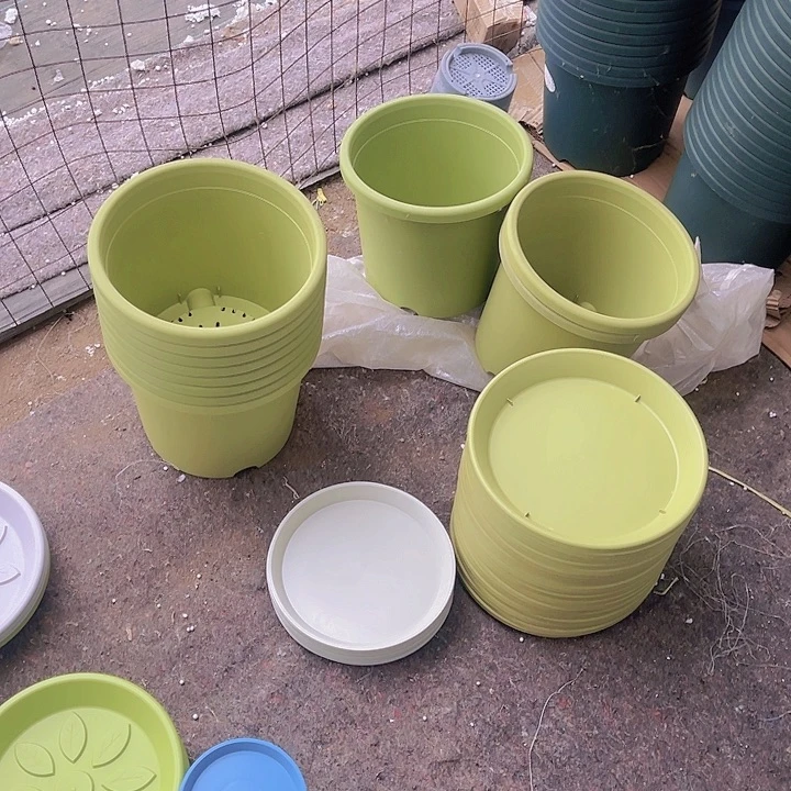 树脂伊特5号果绿色5个带托