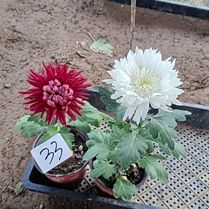 完全开放土球发货老根苗无售后一物一拍33