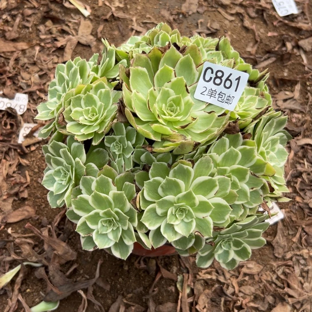 861多肉  水蜜桃 不包断头