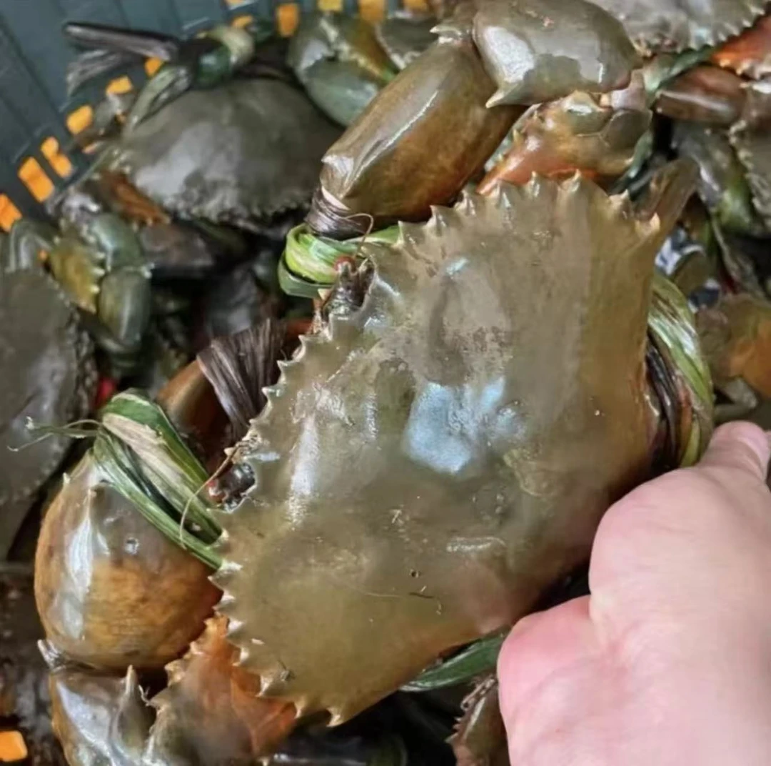 福建东山肉蟹公鲟母鲟3-4两8只鲜美本港青蟹奄仔蟹